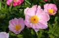 Paeonia "Nymphe"