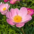 Paeonia "Nymphe"