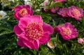 Paeonia "Neon"