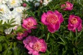 Paeonia "Neon"