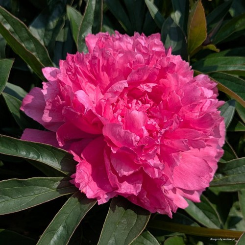 Paeonia "Pink Jazz"