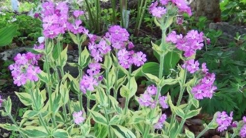 Silene dioica "Valley High"