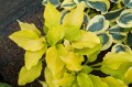 Hosta "Ava Ann"