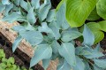 Hosta "Purple Verticulated Elf"
