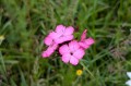 Dianthus carthusianorum