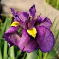 Iris x pseudata "Shiryukyo"