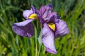 Iris x pseudata "Shiryukyo"
