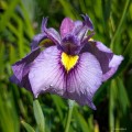 Iris x pseudata "Shiryukyo"