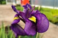 Iris x pseudata "Shiryukyo"