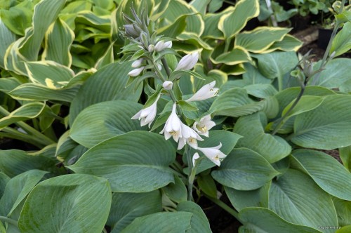 Hosta "Prince of Wales"