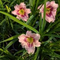 Hemerocallis "Blueberry Vanilla"