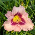 Hemerocallis "Blueberry Vanilla"