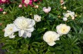 Paeonia "Immaculee"