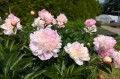 Paeonia "Top Brass"