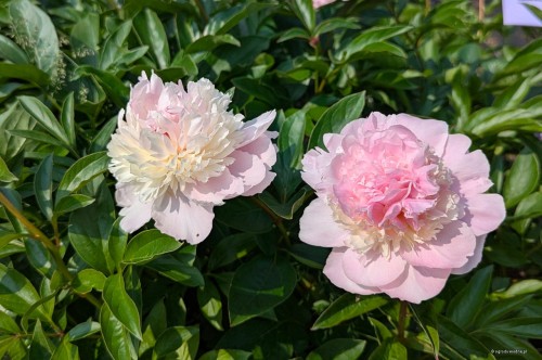 Paeonia "Top Brass"