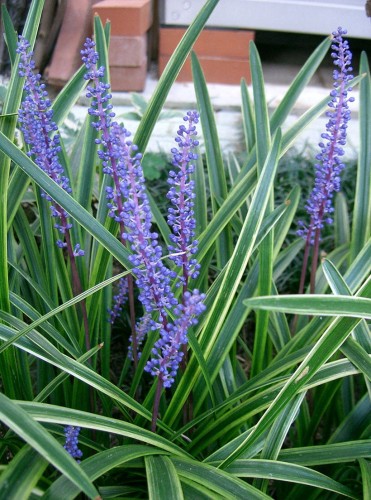 Liriope muscari "Variegata"