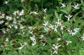 Gillenia trifoliata