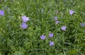 Campanula rotundifolia