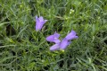 Campanula rotundifolia