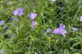 Campanula rotundifolia