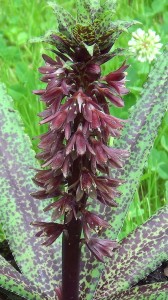 Eucomis vandermerwei "Octopus" - lilia ananasowa