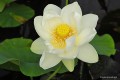 Nelumbo lutea