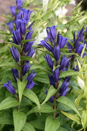 Gentiana asclepiadea