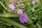 Scabiosa columbaria - driakiew gołębia