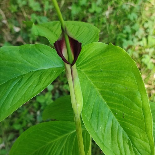 Pinella ternata "Atropurpurea"