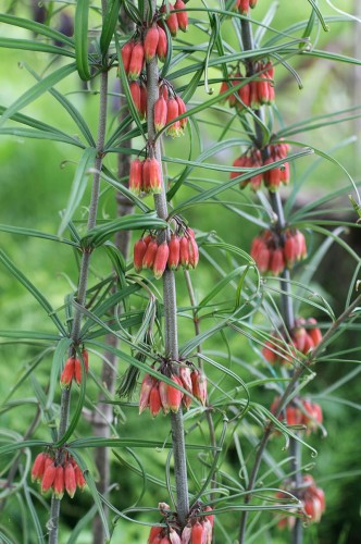 Polygonatum kingianum