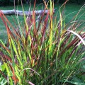 Panicum virgatum "Oxblood Autumn"