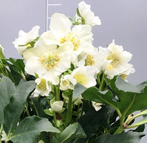 Helleborus niger "Mon Amour"