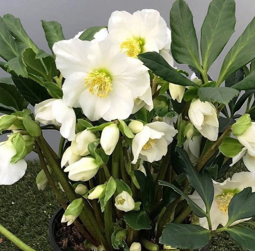 Helleborus niger "Mon Tresor"