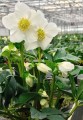 Helleborus niger "Mon Réve"