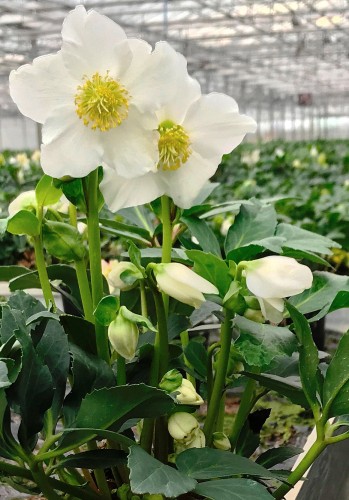 Helleborus niger "Mon Réve"