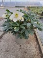 Helleborus niger "Mon Réve"
