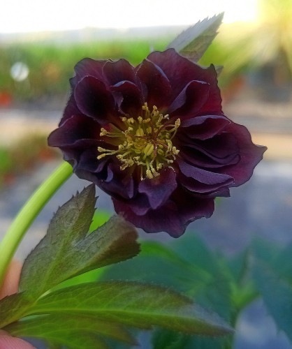 Helleborus  orientalis "Marvellous Mona"