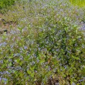 Veronica beccabunga