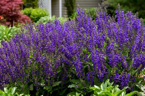 Salvia pratensis Fashionista "Evening Attire"