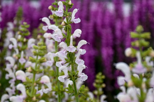 Salvia pratensis Fashionista "Snow Kiss"