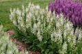 Salvia pratensis Fashionista "Snow Kiss"