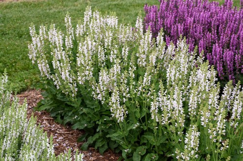 Salvia pratensis Fashionista "Snow Kiss"