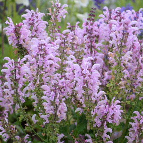 Salvia Fashionista "Ballerina-Pink", fot. Walters Gardens, Inc