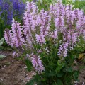 Salvia Fashionista "Ballerina-Pink", fot. Walters Gardens, Inc