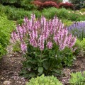 Salvia Fashionista "Ballerina-Pink", fot. Walters Gardens, Inc