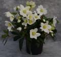 Helleborus "Mon Blanc"