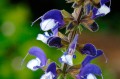 Salvia Fashionista
