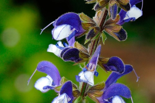 Salvia Fashionista