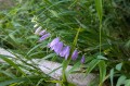 Campanula rapunculoides