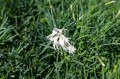 Dianthus arenarius